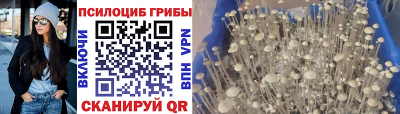 Купить где  Тулун  Псилоцибиновые грибы Cubensis 